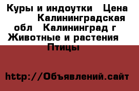 Куры и индоутки › Цена ­ 300 - Калининградская обл., Калининград г. Животные и растения » Птицы   